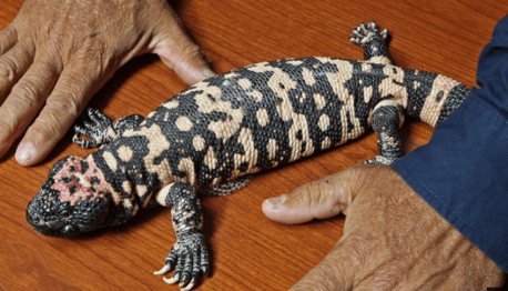 Gecko