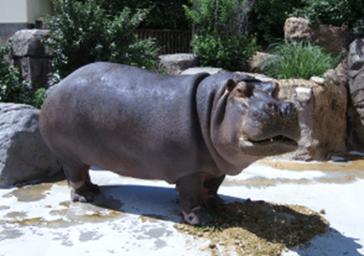 hippo